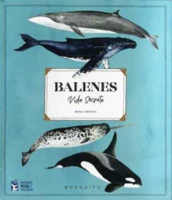 BALENES VIDA SECRETA | 9788412247954 | ORTEGA, RENA | Llibreria Huch - Llibreria online de Berga 