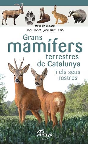 GRANS MAMÍFERS TERRESTRES DE CATALUNYA I ELS SEUS RASTRES | 9788490347881 | RUIZ-OLMO, JORDI/LLOBET FRANÇOIS, TONI | Llibreria Huch - Llibreria online de Berga 